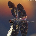 Rhyothemis princeps (Sapphire Flutterer) in Cattana Wetlands<br />Canon EOS 7D + EF70-200 F4.0L + EF1.4xII